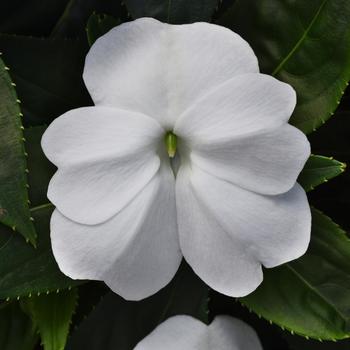 Impatiens hawkeri ColorPower™ 'White Improved' (157441)