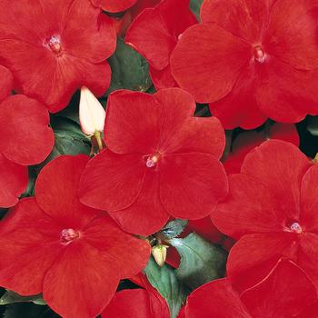 Impatiens walleriana Dazzler® 'Red' (157444)