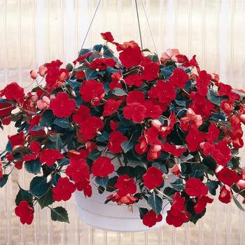 Impatiens walleriana Dazzler® 'Red' (157446)