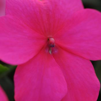 Impatiens walleriana Super Elfin® XP 'Rose' (157452)