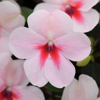 Impatiens walleriana Impreza™ 'Cherry Splash' (157457)