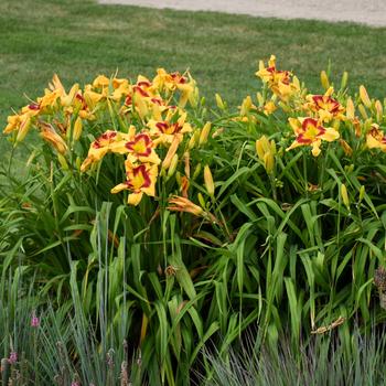 Hemerocallis Rainbow Rhythm® 'Tiger Swirl' (157521)