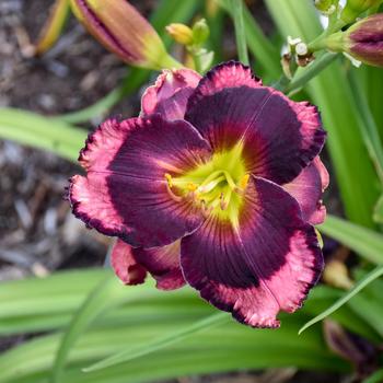 Hemerocallis Rainbow Rhythm® 'Storm Shelter' (157522)