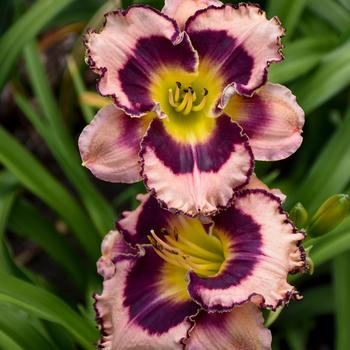 Hemerocallis Rainbow Rhythm® 'Sound of My Heart' (157524)