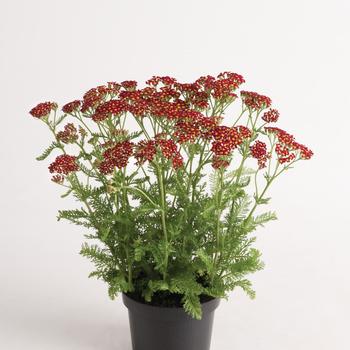 Achillea millefolium Milly Rock™ '' (157616)