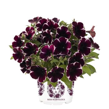 Petunia Sweetunia® 'Miss Marvelous' (157661)