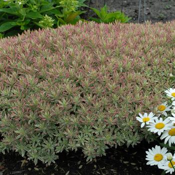 Euphorbia epithymodies Watersaver™ 'First Blush' (157685)