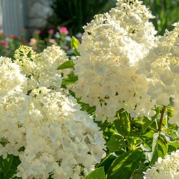 Hydrangea paniculata 'Moon Dance®' (157789)