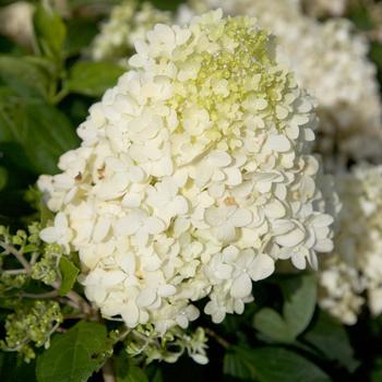 Hydrangea paniculata 'Moon Dance®' (157790)