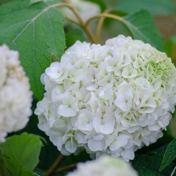 Hydrangea quercifolia 'Tara™' (157792)