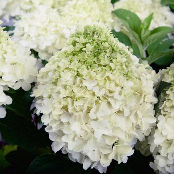 Hydrangea paniculata 'White Wedding®' (157793)