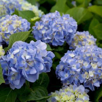 Hydrangea macrophylla 'Dear Dolores®' (157795)