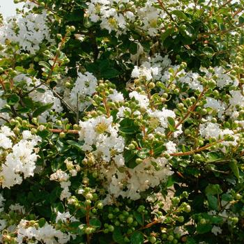 Lagerstroemia Early Bird™ 'White' (157811)