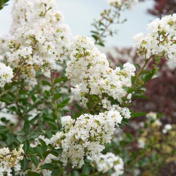 Lagerstroemia Early Bird™ 'White' (157812)