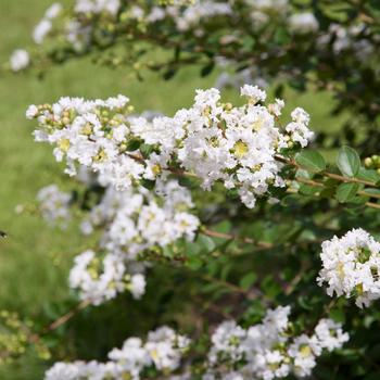 Lagerstroemia Early Bird™ 'White' (157813)