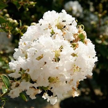 Lagerstroemia Early Bird™ 'White' (157814)