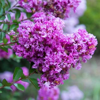 Lagerstroemia Early Bird™ 'Purple' (157818)