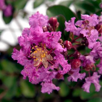 Lagerstroemia Early Bird™ 'Purple' (157819)