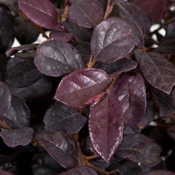 Loropetalum chinense 'Red Diamond™' (157820)