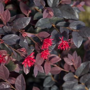 Loropetalum chinense 'Red Diamond™' (157821)