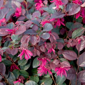 Loropetalum chinense 'Purple Diamond®' (157822)