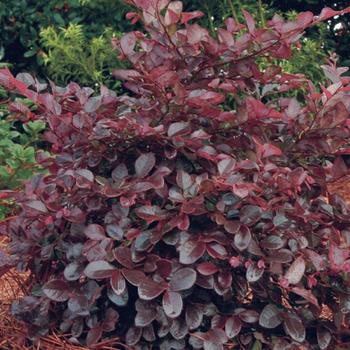 Loropetalum chinense 'Purple Diamond®' (157823)