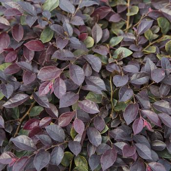 Loropetalum chinense 'Purple Daydream®' (157824)