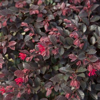 Loropetalum chinense 'Purple Daydream®' (157825)