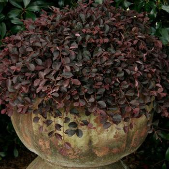 Loropetalum chinense 'Purple Pixie®' (157826)