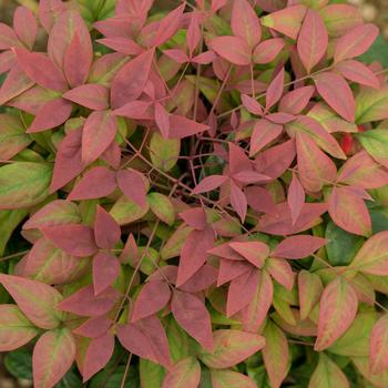 Nandina domestica 'Blush Pink™' (157827)