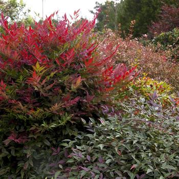 Nandina domestica 'Obsession™' (157828)