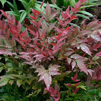 Nandina domestica 'Seika' PP21891