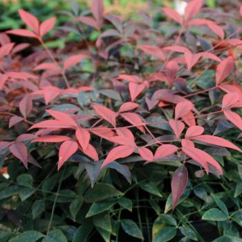 Nandina domestica 'Flirt™' (157830)