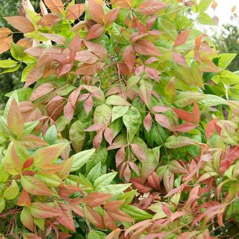 Nandina domestica 'AKA' PP19916