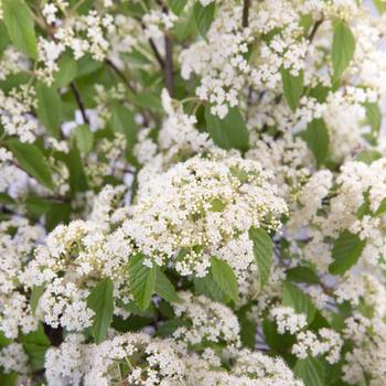 Viburnum luzonicum 'Snow Joey™' (157871)