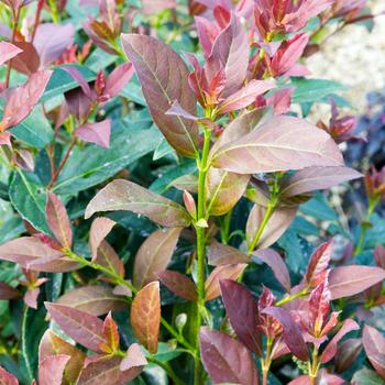 Viburnum odoratissimum 'Coppertop™' (157874)