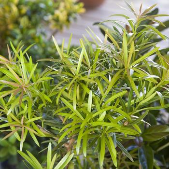 Podocarpus macrophyllus 'Mood Ring™' (157875)