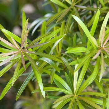 Podocarpus macrophyllus 'Mood Ring™' (157877)