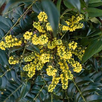 Mahonia x media 'Marvel' (157882)