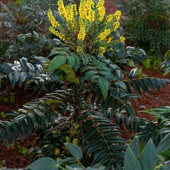 Mahonia x media 'Marvel' (157883)