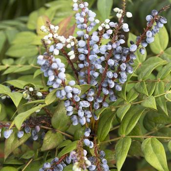 Mahonia x media 'Marvel' (157884)