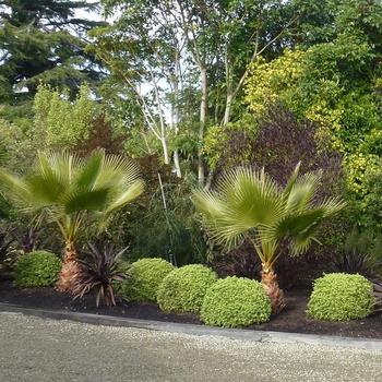 Pittosporum tenuifolium 'Beach Ball™' (157889)