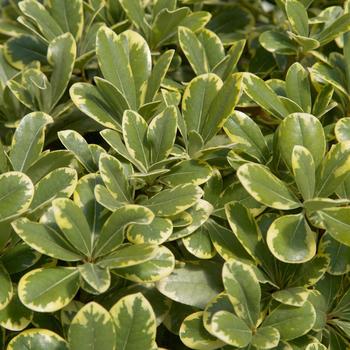 Pittosporum tobira 'Mojo®' (157891)