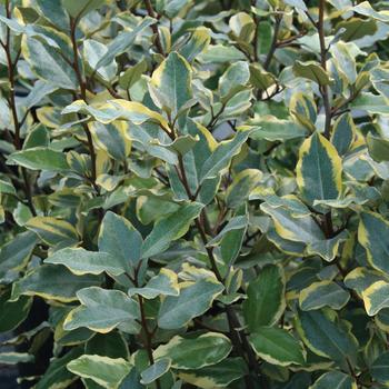 Elaeagnus x ebbingei 'Olive Martini™' (157892)