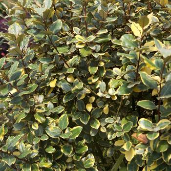 Elaeagnus x ebbingei 'Olive Martini™' (157893)