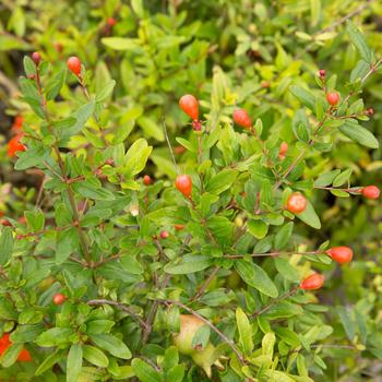 Punica granatum 'Orange Blossom Special' (157898)