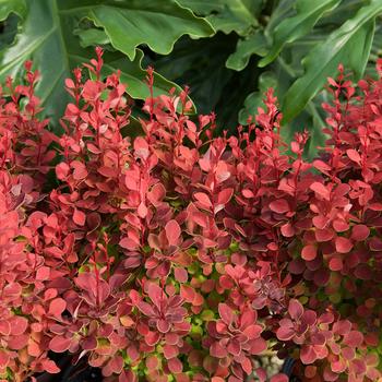 Berberis thunbergii 'Orange Rocket' (157903)