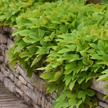 Ipomoea batatas SolarPower™ 'Lime Heart' (158140)