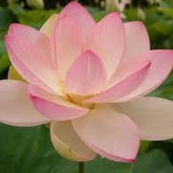 Nelumbo 'Chawan Basu' 