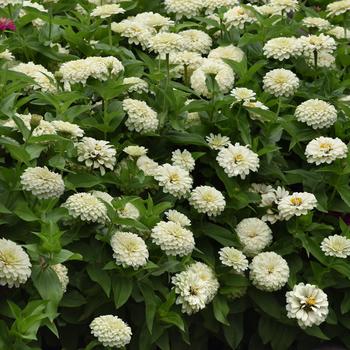 Zinnia elegans Zesty™ 'White' (158226)